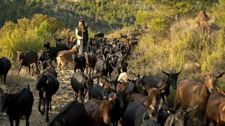 Las cabras necesitan una dedicación total: 