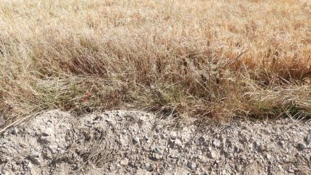 Reto visual: ¿Eres capaz de ver dónde está el saltamontes?