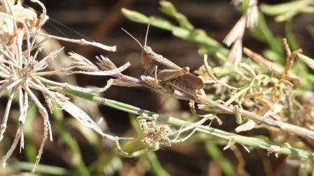 Detalle del saltamontes.