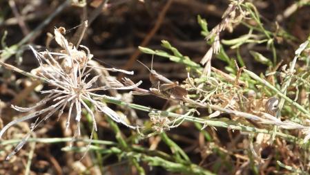 Detalle del saltamontes.