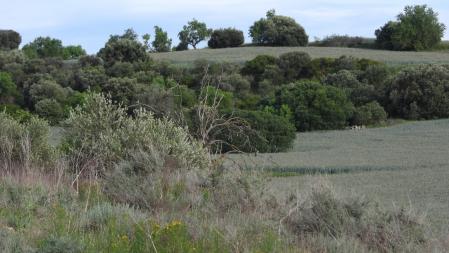 Reto visual: ¿Dónde están los dos abejarucos?