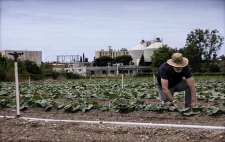 un agricultor en una plantación en viladecans, con edificios y zona industrial sobre C-31 al fondo