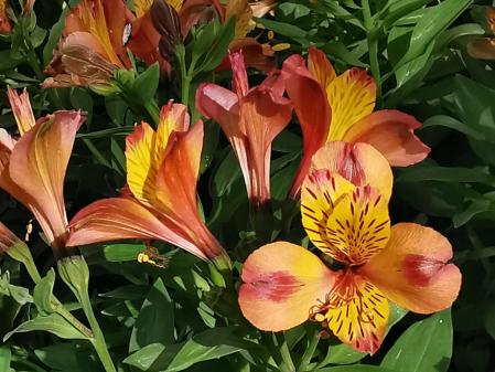 Jardins de Mossèn Cinto Verdaguer.