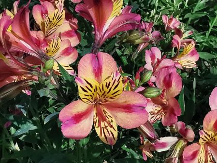 Jardins de Mossèn Cinto Verdaguer.