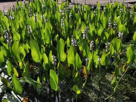 Jardins de Mossèn Cinto Verdaguer.