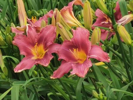 Jardins de Mossèn Cinto Verdaguer.