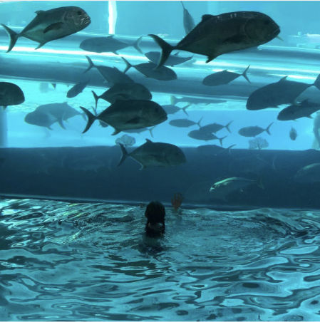 Hotel Golden Nugget de Las Vegas