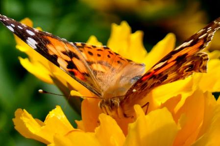 Mariposa vanesa de los cardos en el jardín del monasterio de Pedralbes.