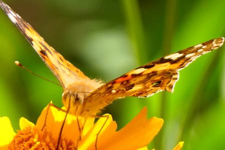 Mariposa vanesa de los cardos en el jardín del monasterio de Pedralbes.