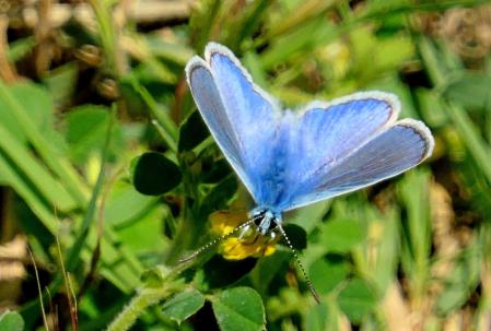Mariposa ícaro en el huerto del monasterio de Pedralbes.