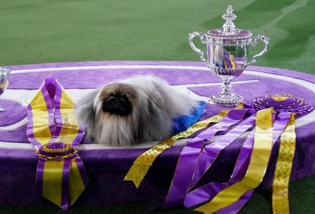 Wasabi, declarado vencedor de la exhibición, con sus trofeos.