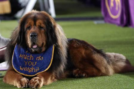 Un mastín tibetano, a la espera de su turno.