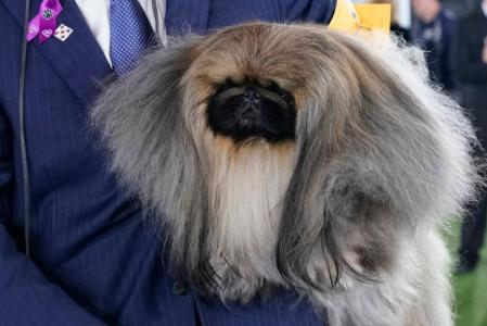 Wasabi se declaró vencedor.