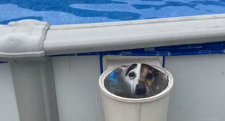 El vídeo ha tenido miles de reproducciones en Tik Tok y ha cautivado con su ternura a los usuarios.