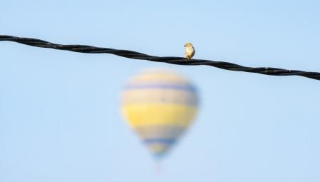 El globo y el gorrión, en Vic.