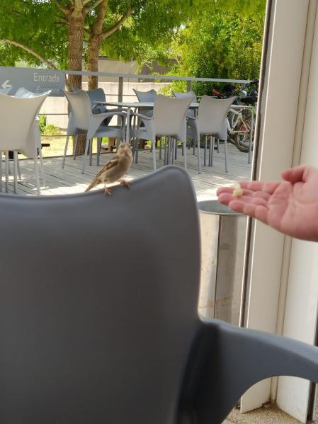 Gorrión en Los Ranchos de Guadiamar.