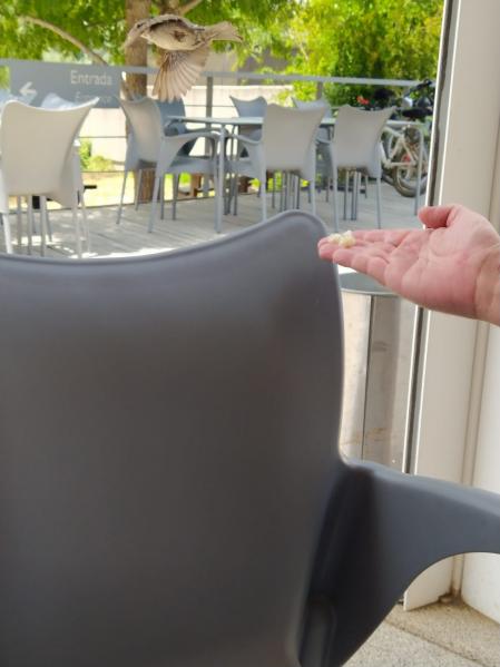 Gorrión en Los Ranchos de Guadiamar.