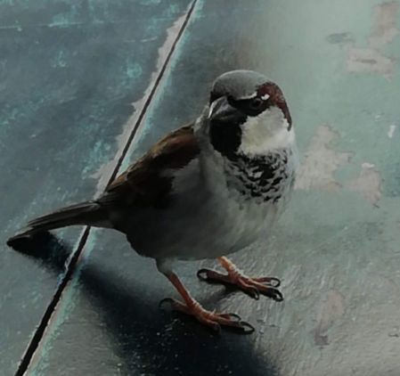 Gorriones en Mar de Plata.