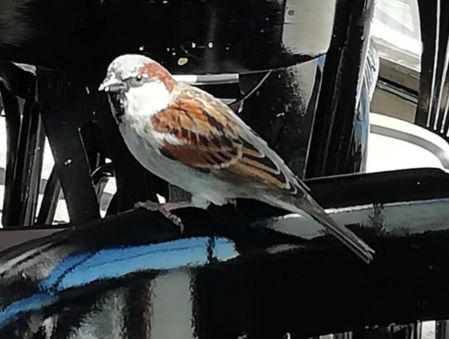 Gorriones en Mar de Plata.