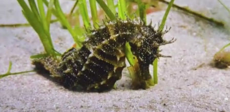 Se trata de una especie rara, en peligro por la contaminación y la destrucción de las praderas marinas