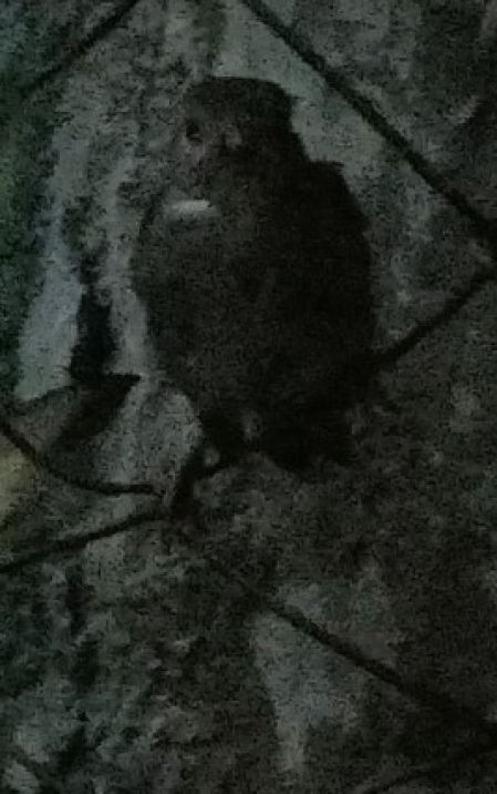 Gorrión en la oscuridad, en La Habana.