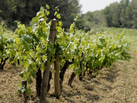 Vinya Clos Nostre Senyor