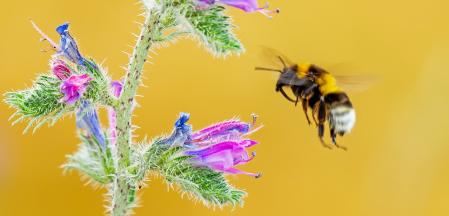 El abejorro y la viborera.