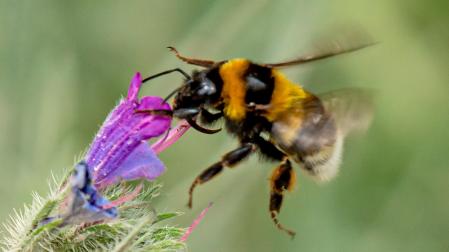 El abejorro y la viborera.