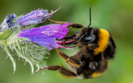 El abejorro y la viborera.
