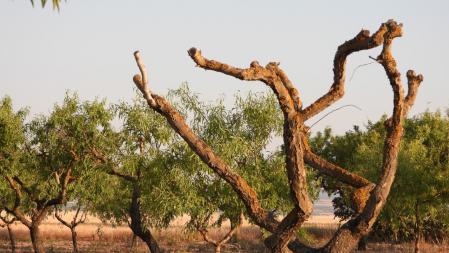 Reto visual: ¿Dónde está el puput?