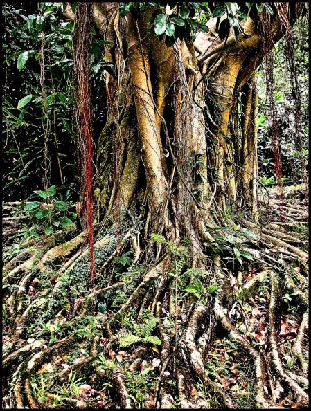 Día Internacional de los Bosques Tropicales.