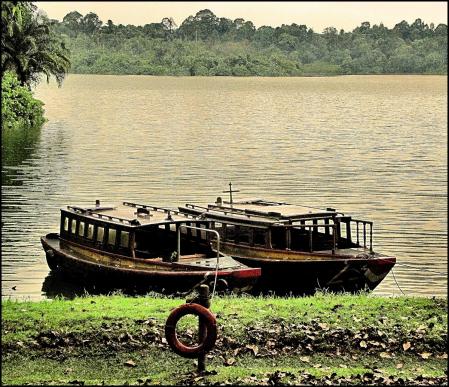 Día Internacional de los Bosques Tropicales.