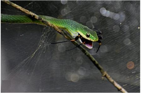 Culebra verde áspera norteña ('Opheodrys aestivus') devorando una  araña de seda dorada ('Trichonephila clavipes') .