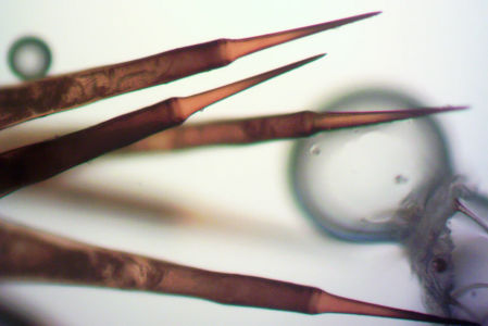 Puntas afiladas en las espinas portadoras de veneno de la oruga Doratifera vulnerans.