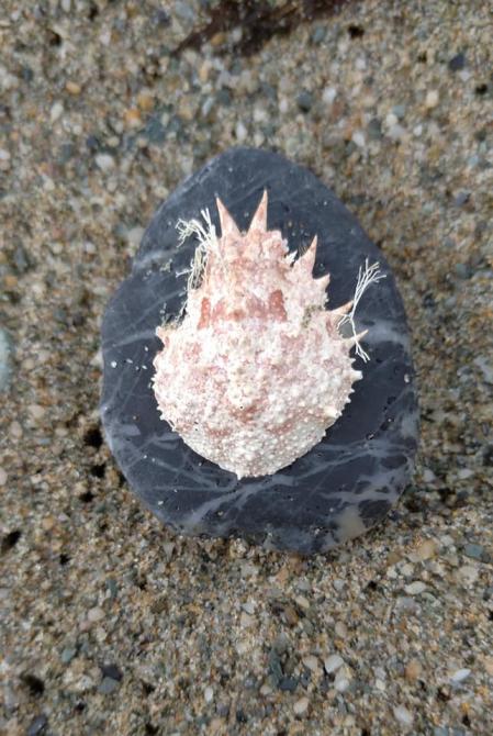 Rías de Ortigueira y Cedeira.