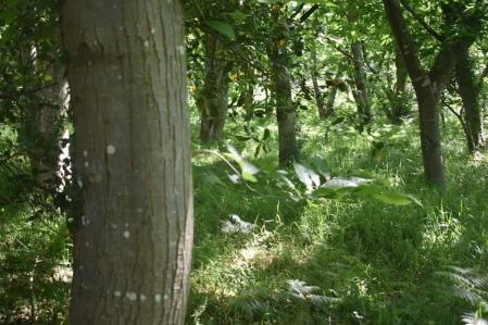 Rías de Ortigueira y Cedeira.