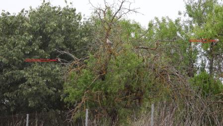 Solución al Reto visual del alcaudón.