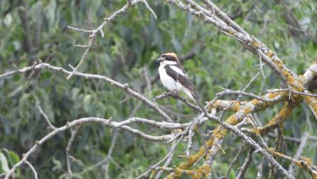 Detalle del alcaudón, pájaro que hay que encontrar para completar el Reto visual.
