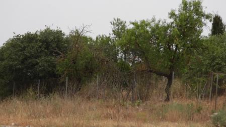 Reto visual: ¿Eres capaz de ver a los dos ejemplares de alcaudón?... La paloma no cuenta.