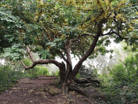 La botánica del Park Güell.