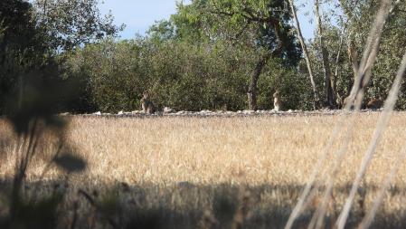 Dos de los cuatro conejos que hay que encontrar en estas imágenes