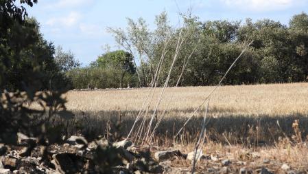 Encuentra los cuatro conejos ocultos.