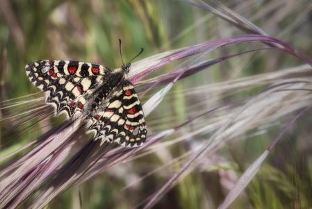 Una mariposa semi-camuflada entre la naturaleza.