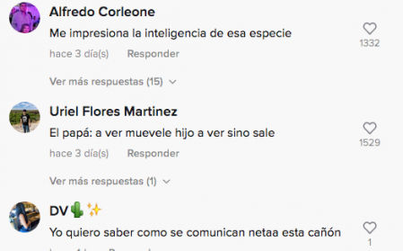 Los comentarios de los usuarios reaccionando al vídeo de los gorilas