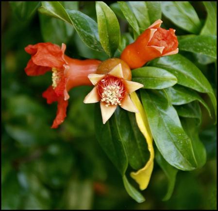 Jardín Botánico de Barcelona.