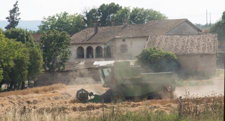 Segando los campos de trigo de la finca de Camporat.