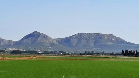 Paisaje de los arrozales en Pals.