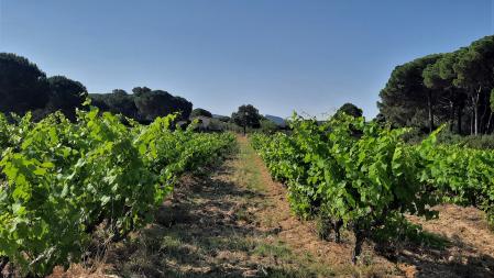 Detalle de un campo de viñedos en Pals.