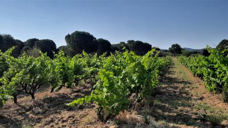Paisaje de la viña en el Baix Empordà.