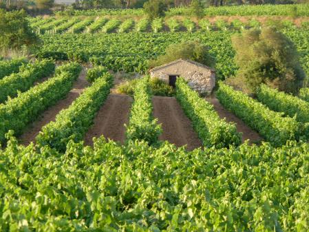 Paisaje veraniego de los viñedos en el Alt Penedès.